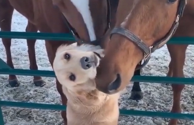 L'amicizia tra cane e cavalli